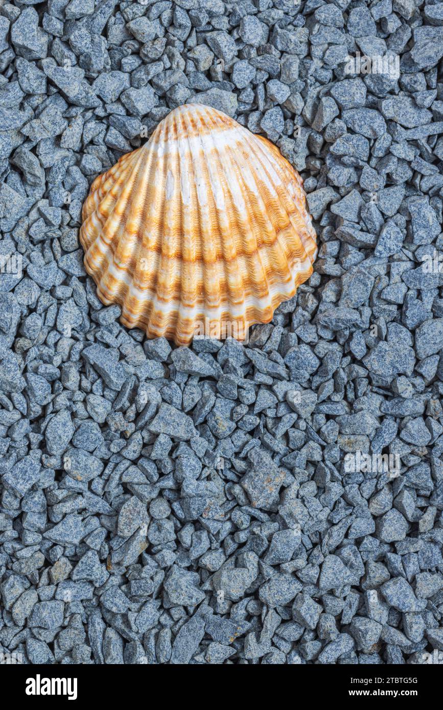 Seashell inside hi-res stock photography and images - Page 7 - Alamy
