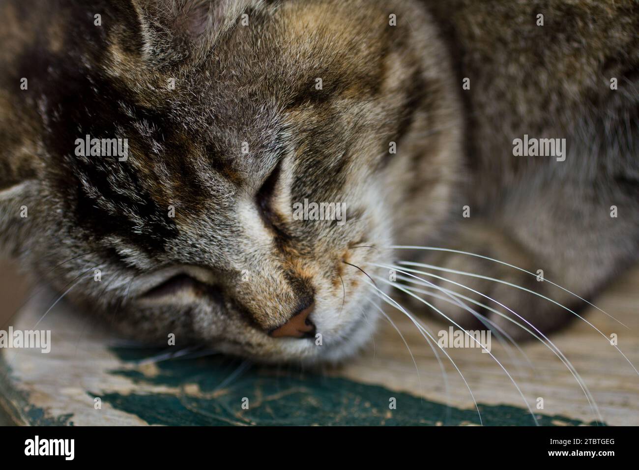 Peaceful Tabby Cat Close-Up in Soft Focus Stock Photo