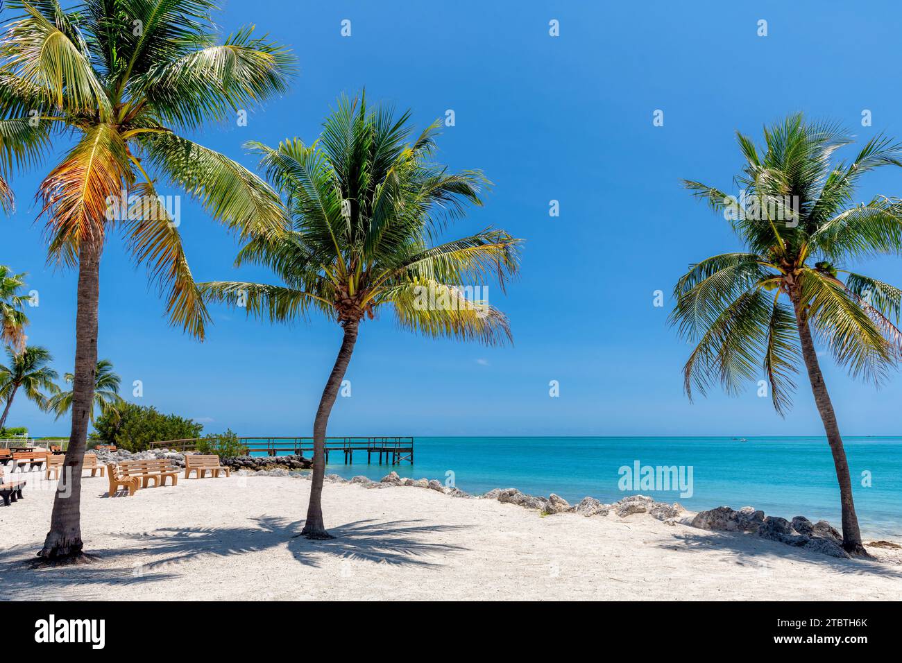 Beautiful palm trees in beach state park in tropical island in Key Largo, Florida Stock Photo