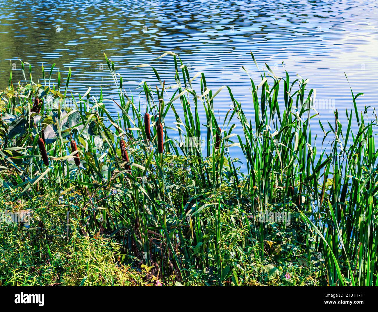 Broadleaf cattails aka bulrushes,Typha latifolia grow along the lake shore, Rockefeller State Park Preserve, New York Stock Photo