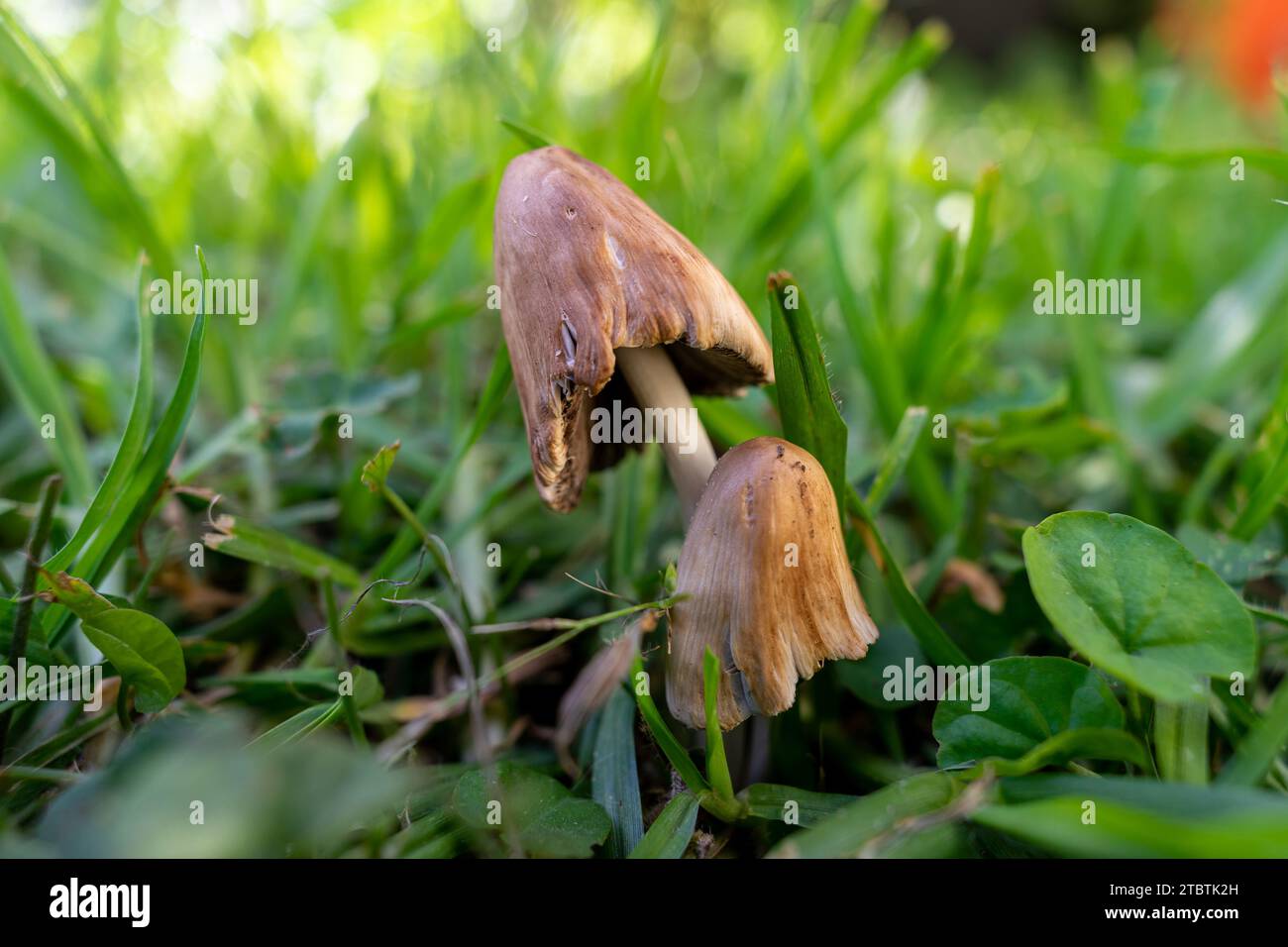 brown mushrooms surrounded by green grass Stock Photo