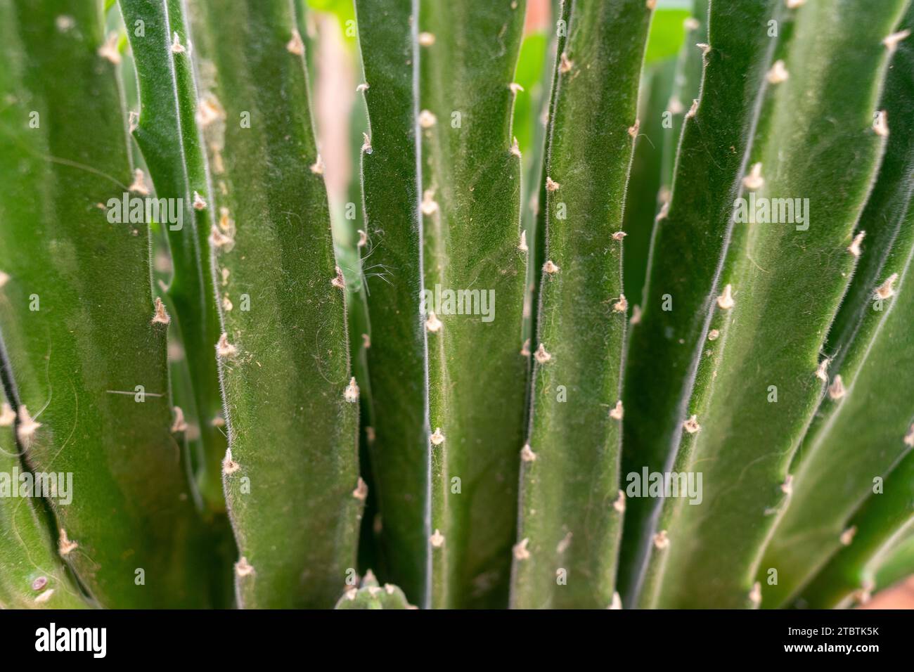 a plant of ceropegia gigantea Stock Photo