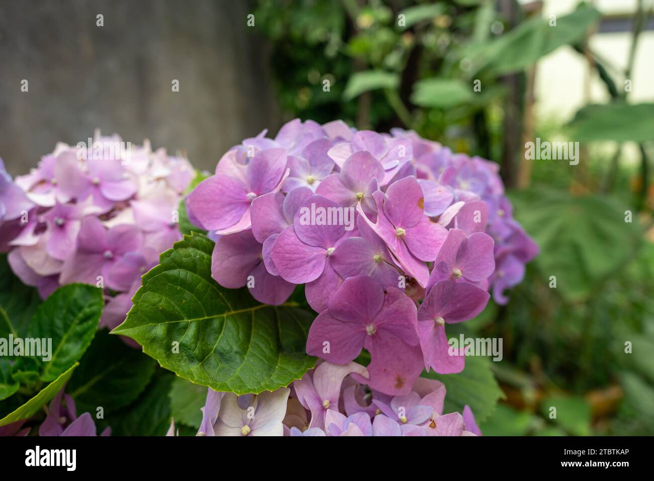 cluster of pink hydrangea macrophylla flowers Stock Photo
