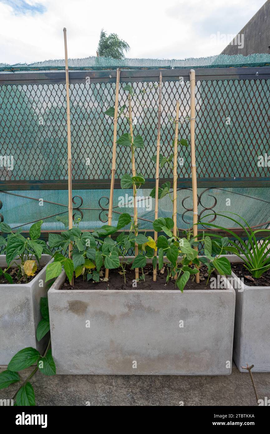 Green bean plants hi-res stock photography and images - Alamy