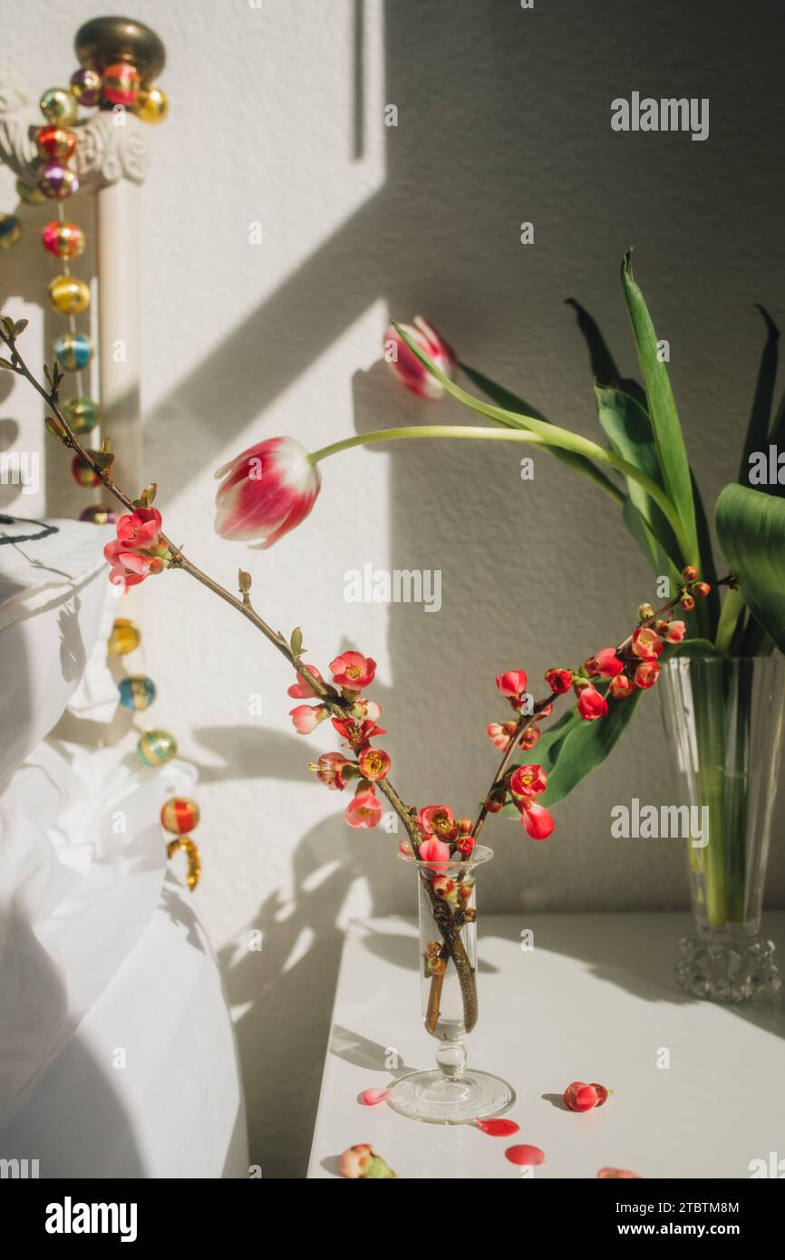 pink Japanese flowering quince branches in vase, white bedside table, pink tulips Stock Photo