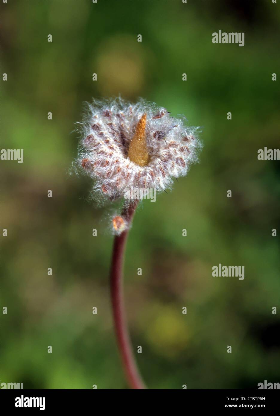 Seeds after flowering of Anemone coronaria, the poppy anemone, Spanish marigold, or windflower, Stock Photo