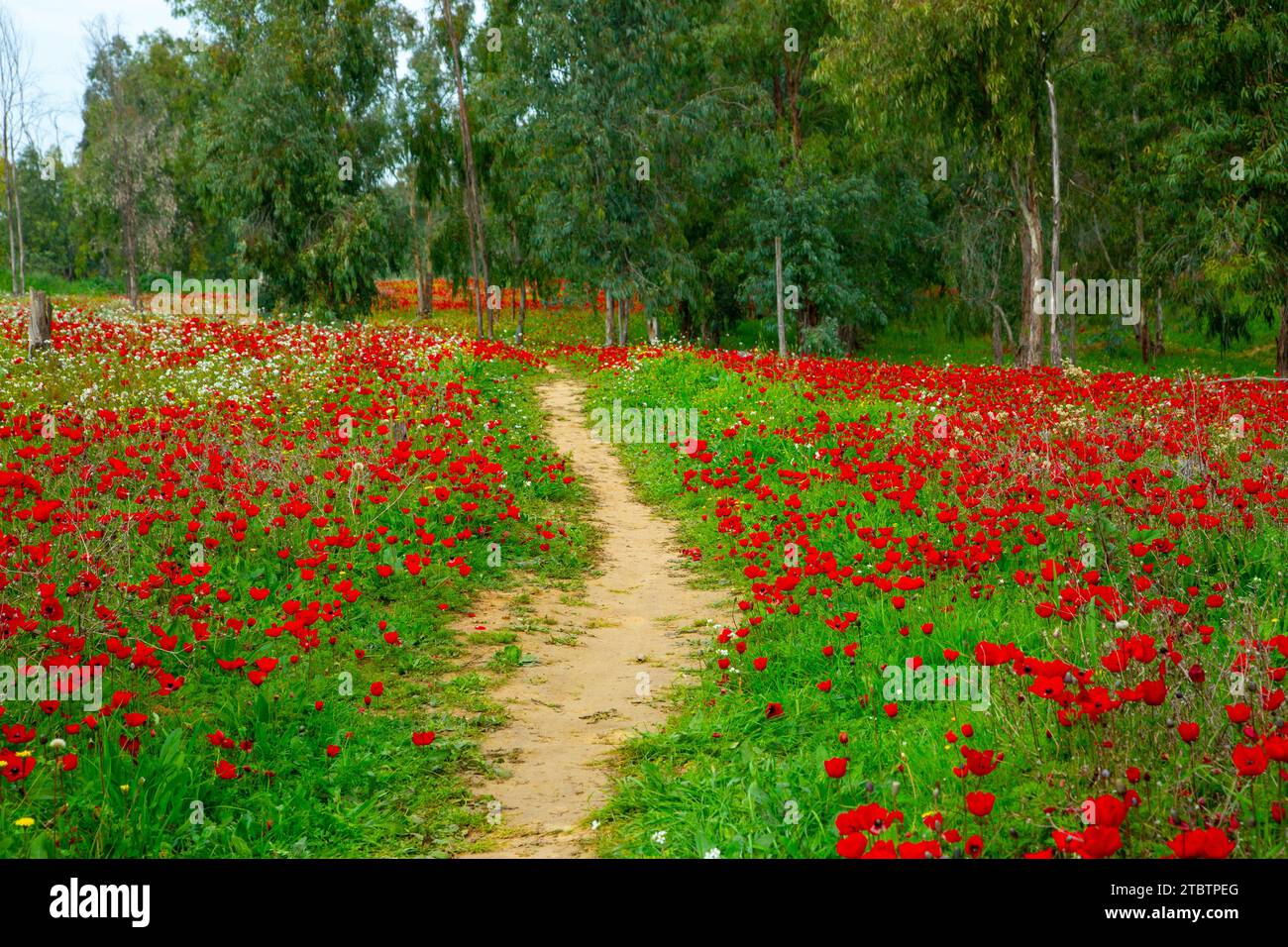 Anemone coronaria, the poppy anemone, Spanish marigold, or windflower