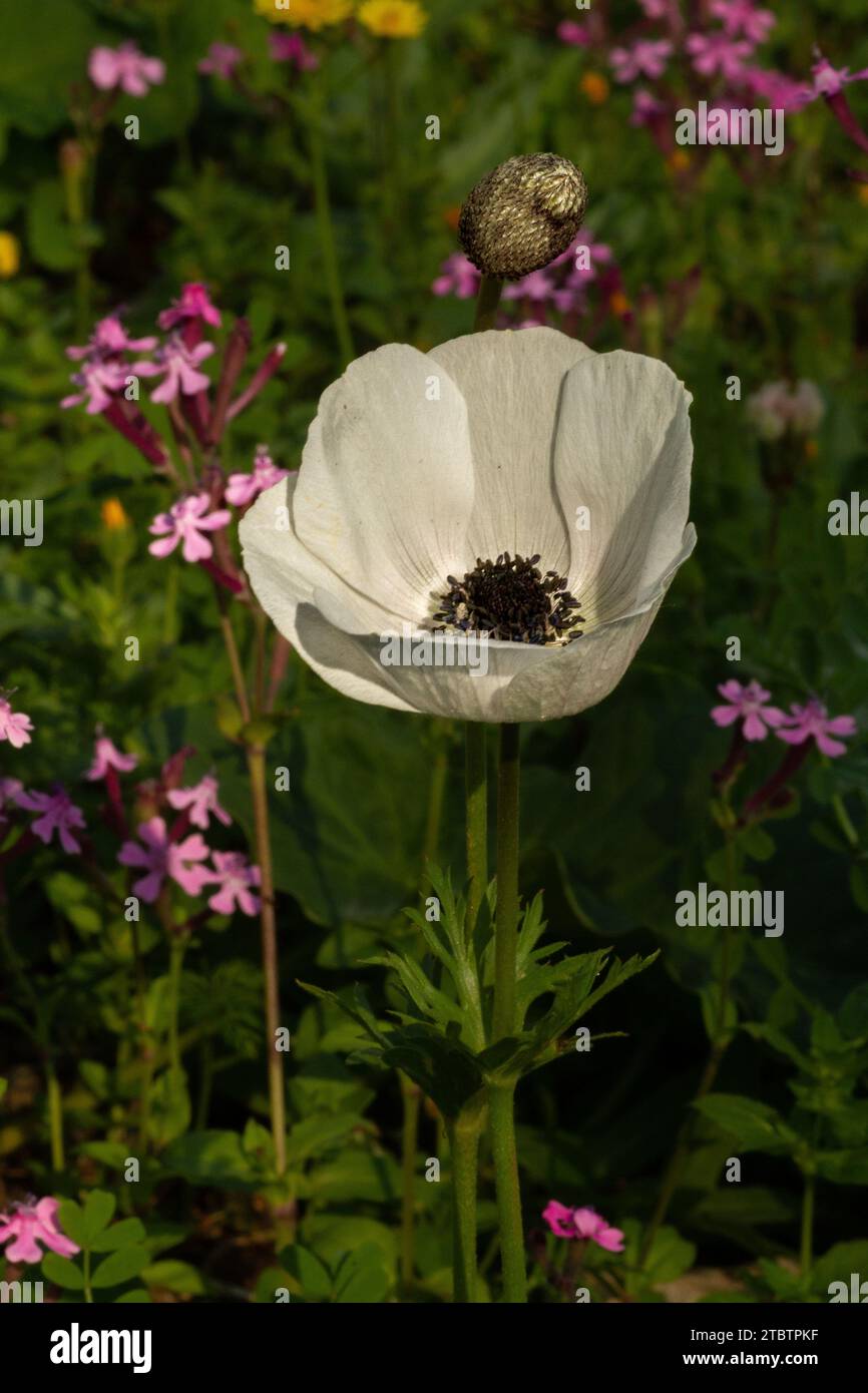 White flower of Anemone coronaria, the poppy anemone, Spanish marigold, or windflower, is a species of flowering plant in the buttercup family Stock Photo