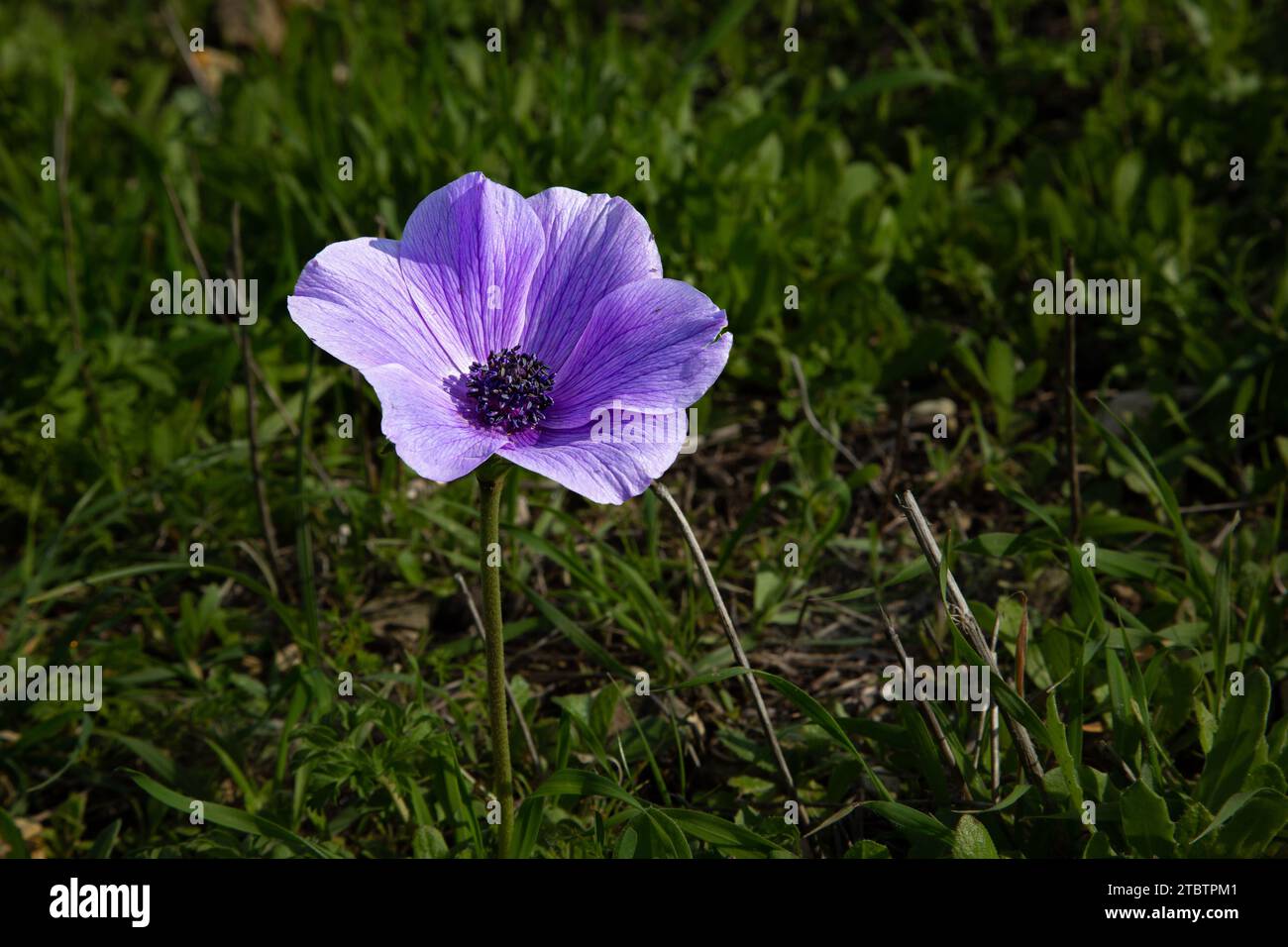 Anemone coronaria, the poppy anemone, Spanish marigold, or windflower