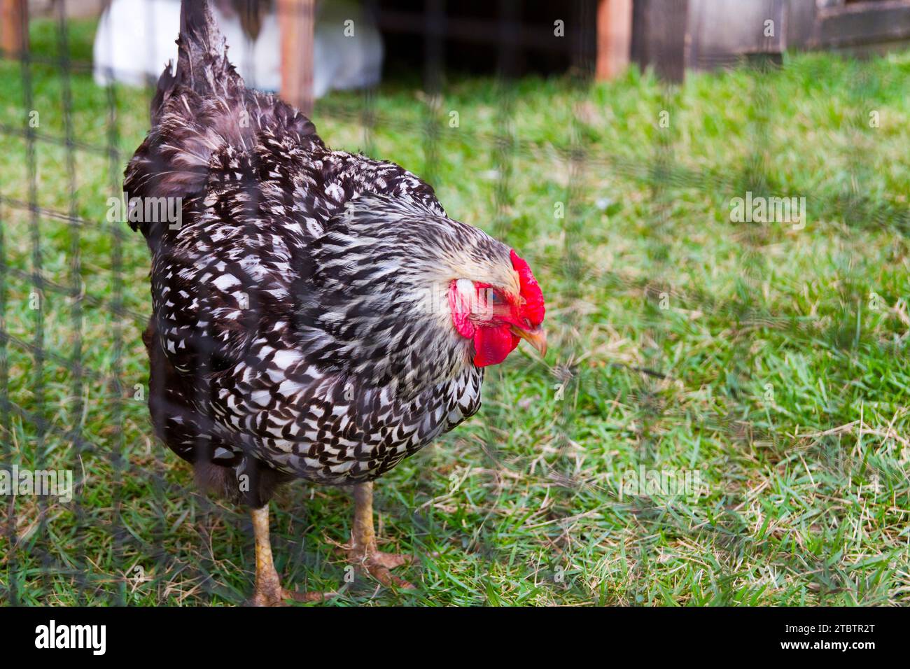 Mature Speckled Hen Grazing on Green Farm in Tennessee Stock Photo