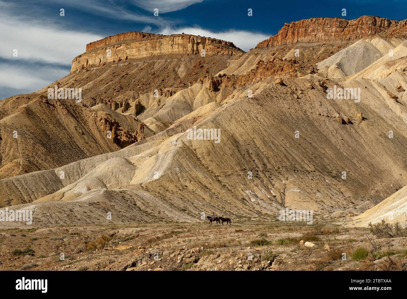 An equestrian excercises her horses below Colorado's Mount Garfield, near Grand Junction Stock