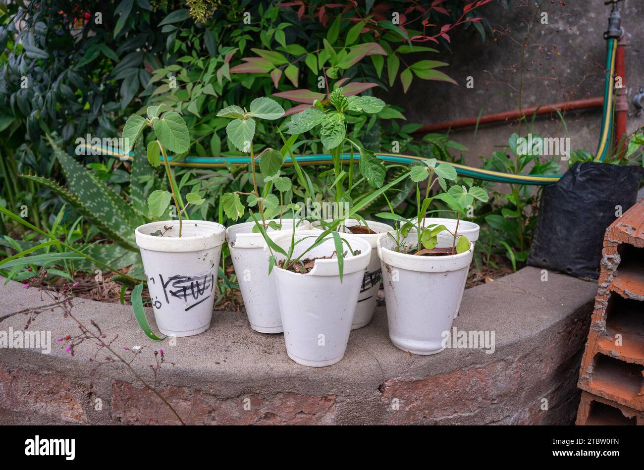 young plants in pots or planted in soil Stock Photo Alamy