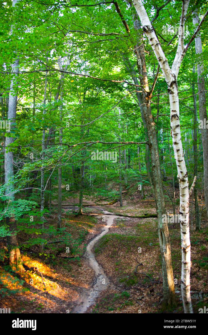 Winding Path Through Vibrant Forest with Striking White Birch Tree ...