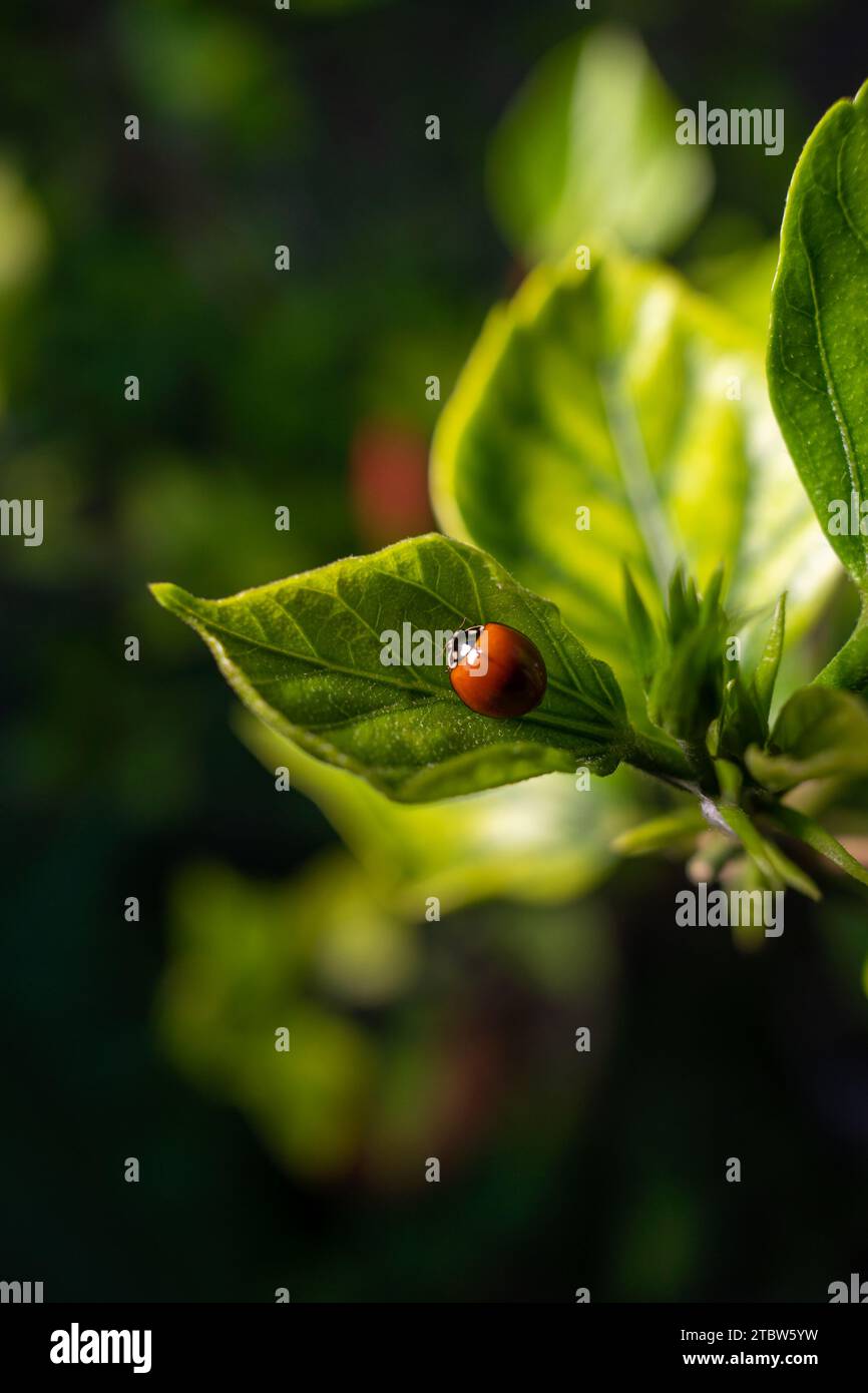 lady bug on a green leaf Stock Photo