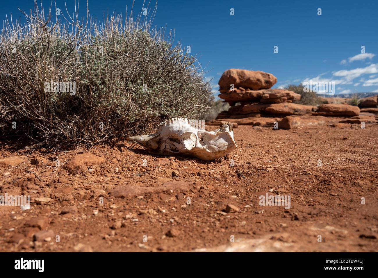 Deer Skull Sits Upside Down In The Rocky Desert of Grand Canyon ...