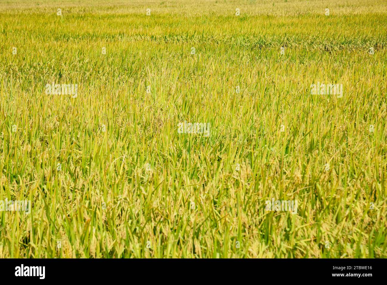 golden ripe rice ready for harvest in Jammu and Kashmir Stock Photo
