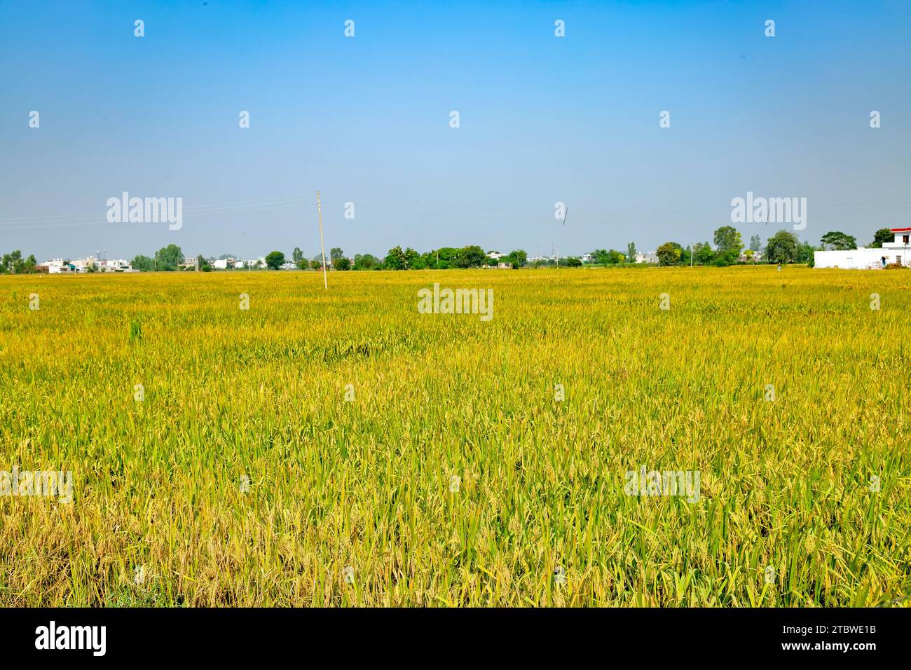 golden ripe rice ready for harvest in Jammu and Kashmir Stock Photo