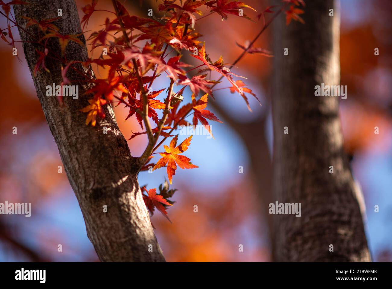 Red leaves foliage in Japan during the Momiji autumn season when trees light up in bright oranges and reds Stock Photo
