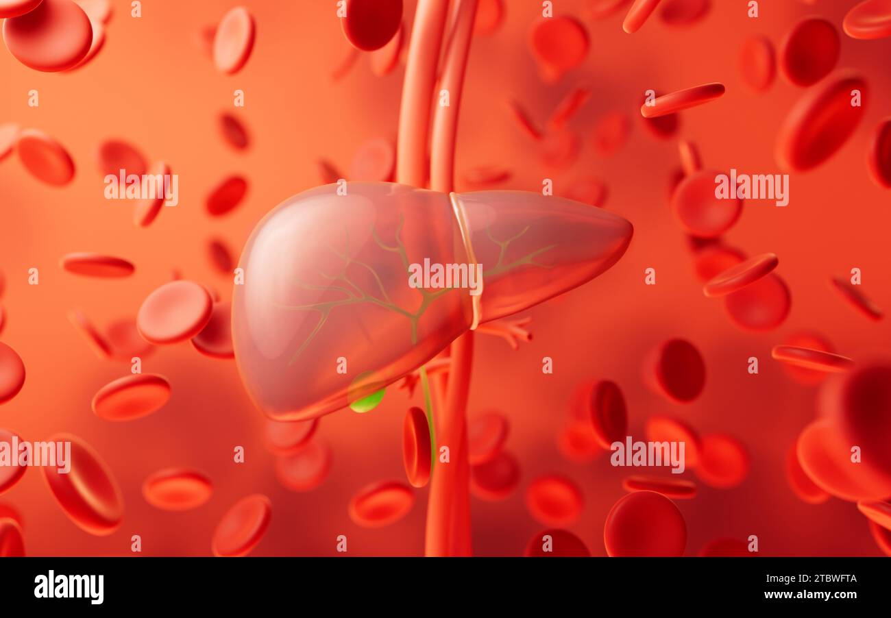 Liver anatomy vascular hi-res stock photography and images - Alamy