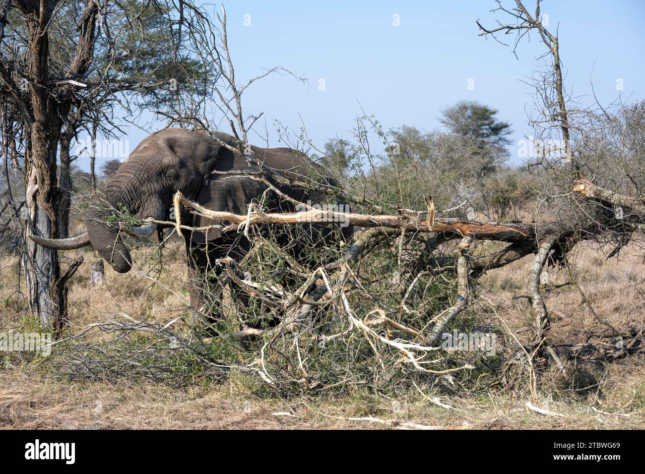 African elephant (Loxodonta africana) eating dry branches from a fallen