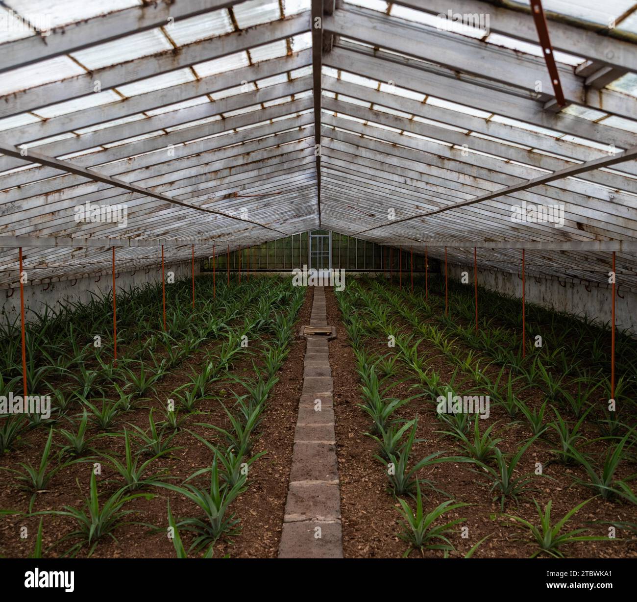 A picture of the inside of a pineapple plantation Stock Photo