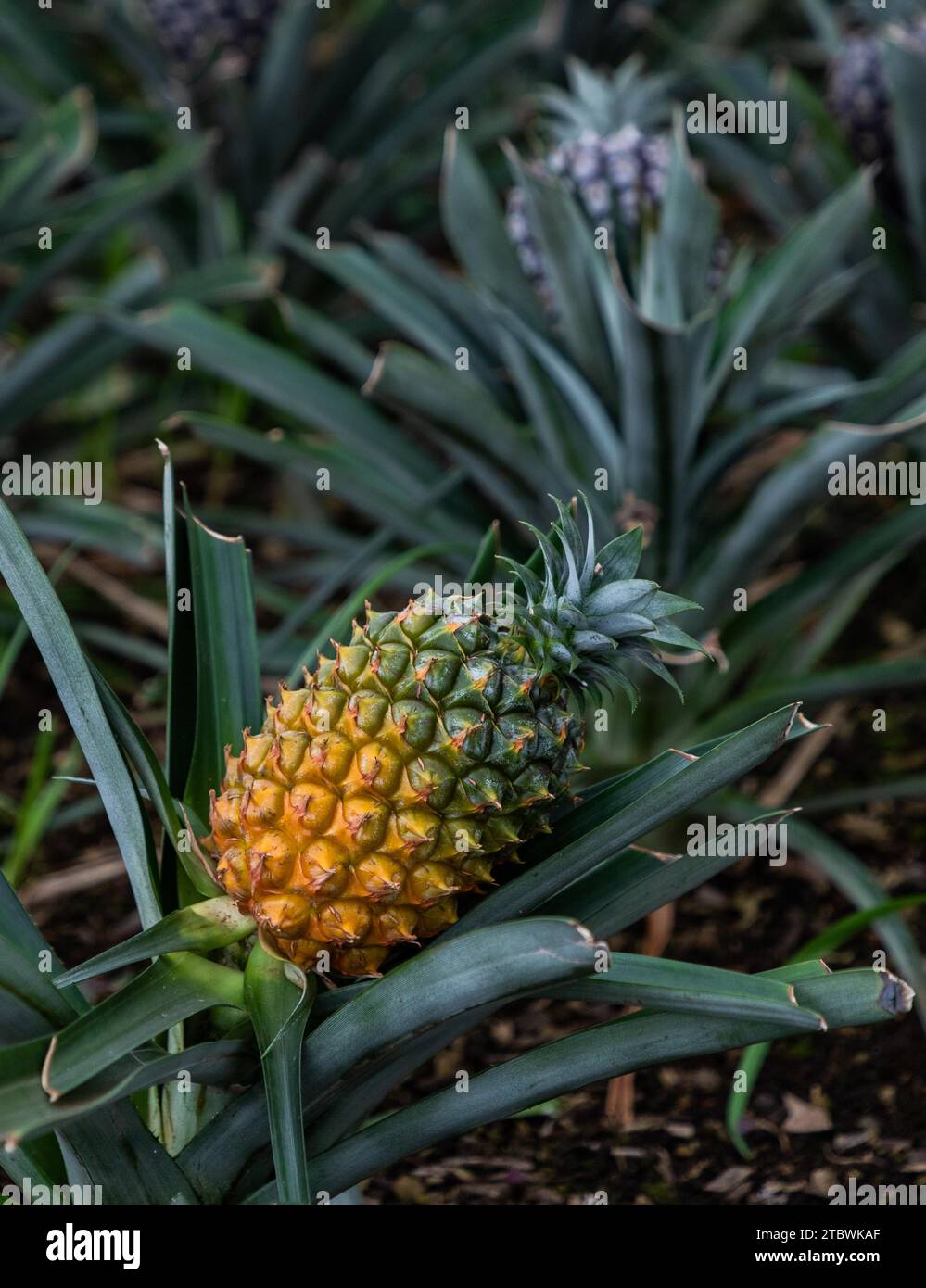 A picture of a pineapple inside of a plantation Stock Photo