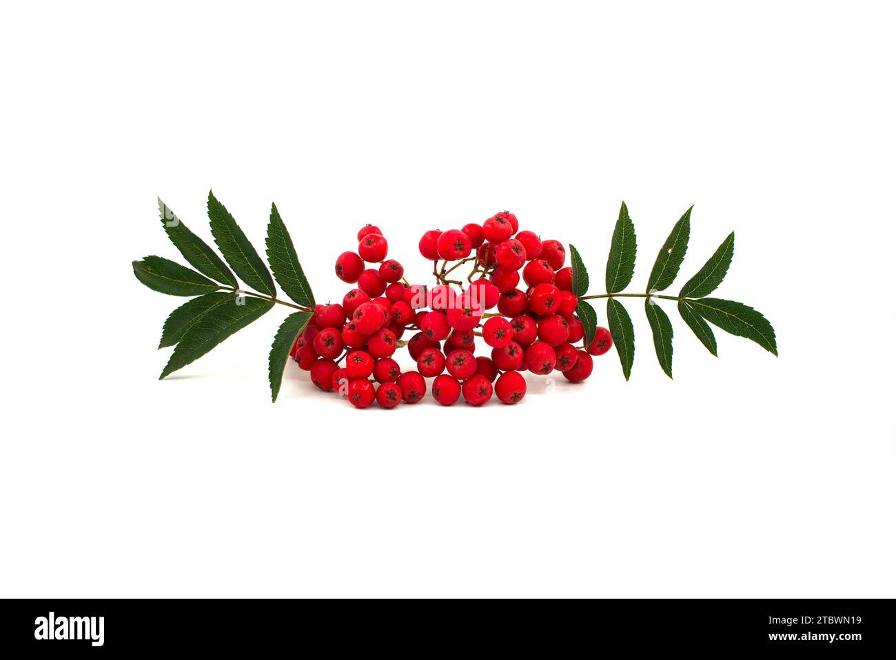 Autumn red Rowan berry (Sorbus aucuparia) (mountain ash) isolated on a