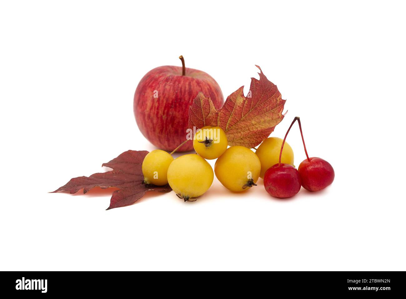 Malus baccata, commonly known as Siberian crab apple over a white background Stock Photo