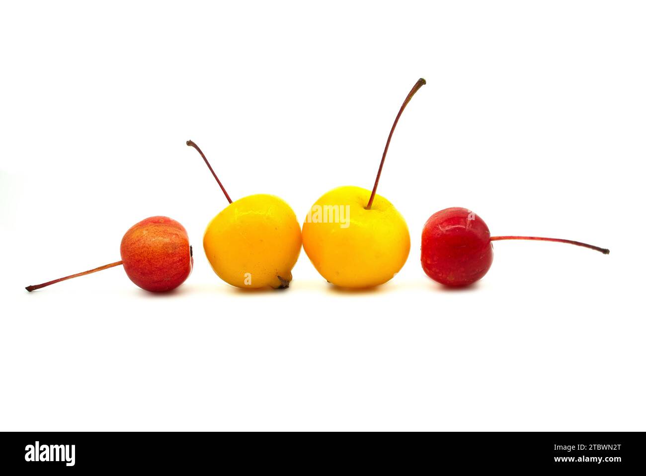 Wild apples or crab apples over a white background. Malus baccata Stock Photo