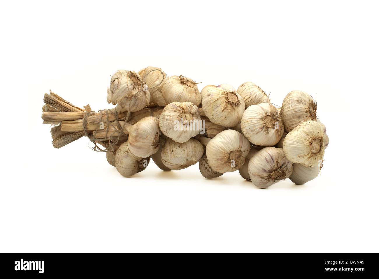 Braided garlic bulbs bonded with jute rope ready for storage isolated