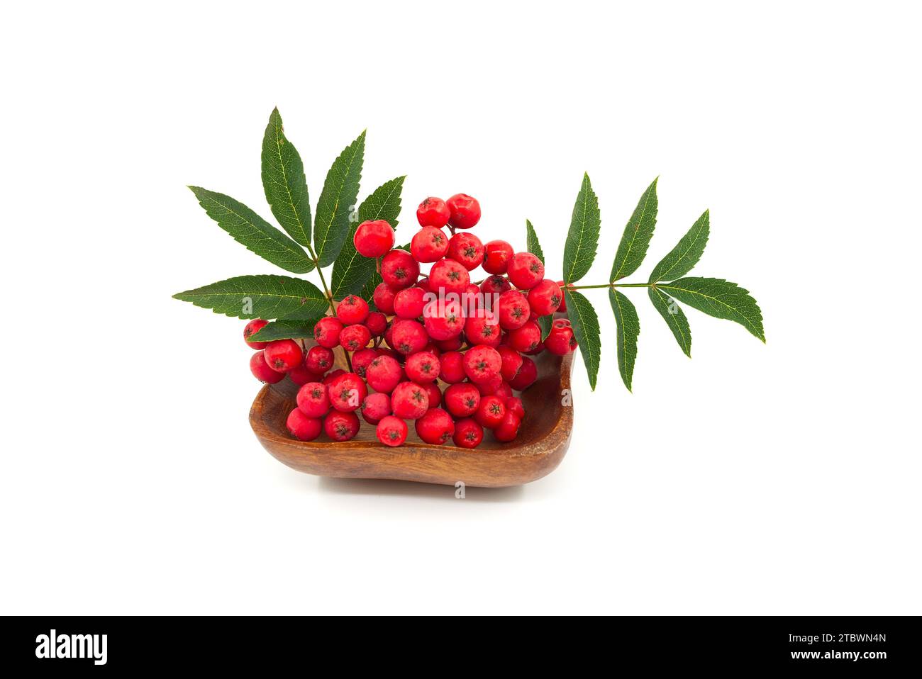 Rowan berry (Sorbus aucuparia) on a wooden plate over a white