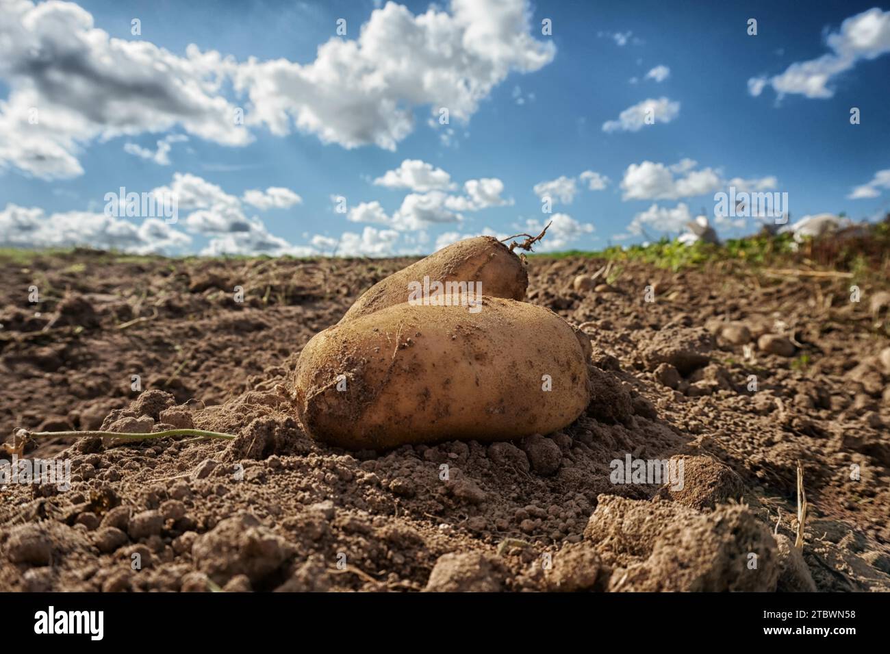 Fresh harvested potatoes on the field, dirt after harvest at organic family farm. Blue sky and clouds. Close up and shallow depth of field, blurred Stock Photo