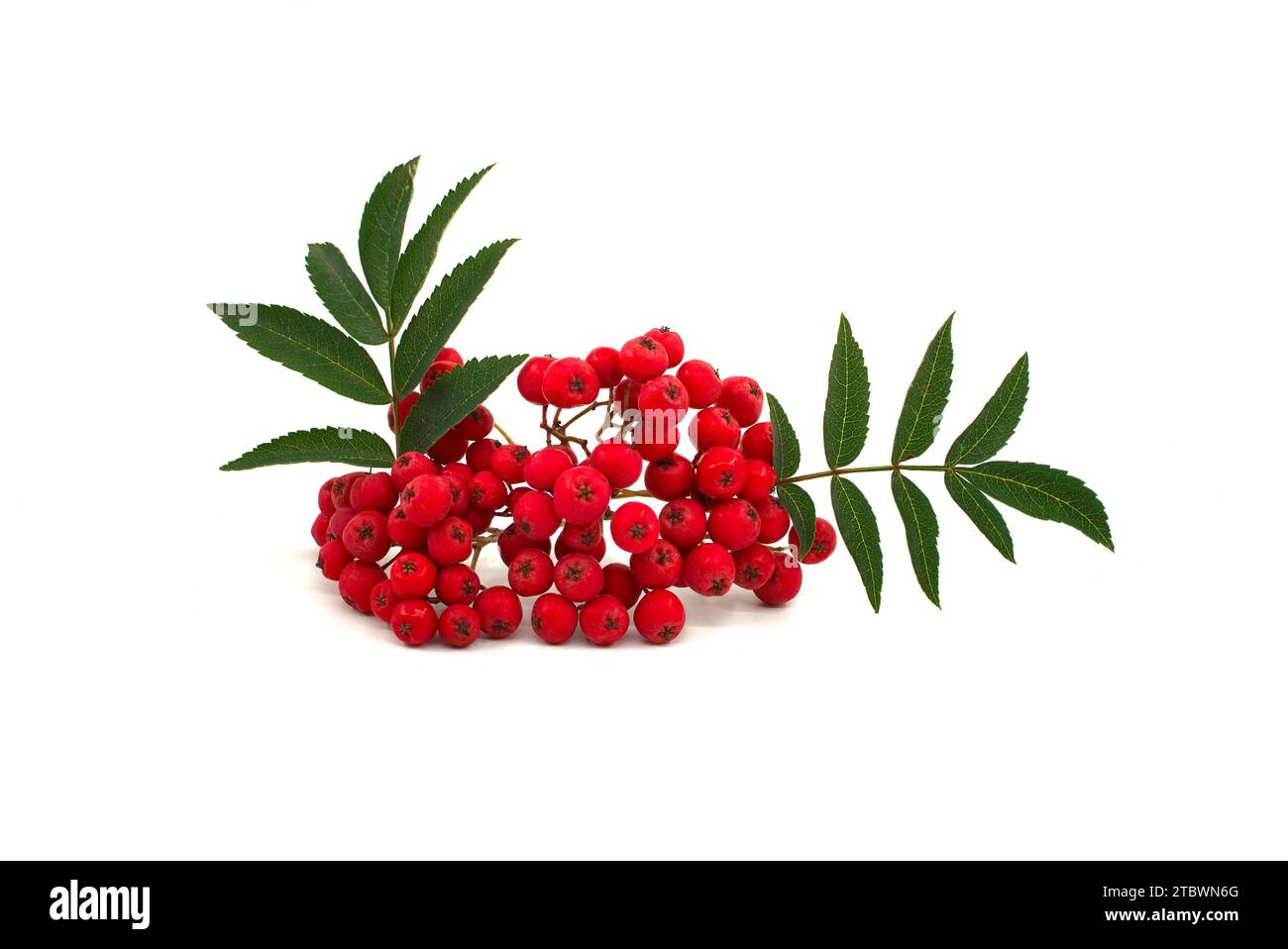 Autumn red Rowan berry (Sorbus aucuparia) (mountain ash) isolated on a