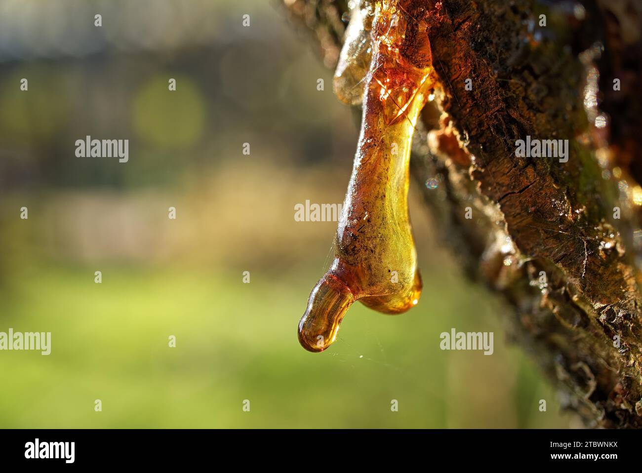 Sap or resin oozing from an injured tree branch with damaged missing ...