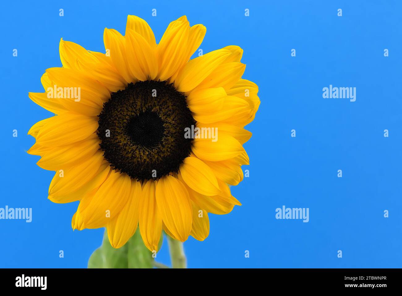 Yellow sunflower over blue background, symbol of Ukraine with copy space for your text Stock Photo