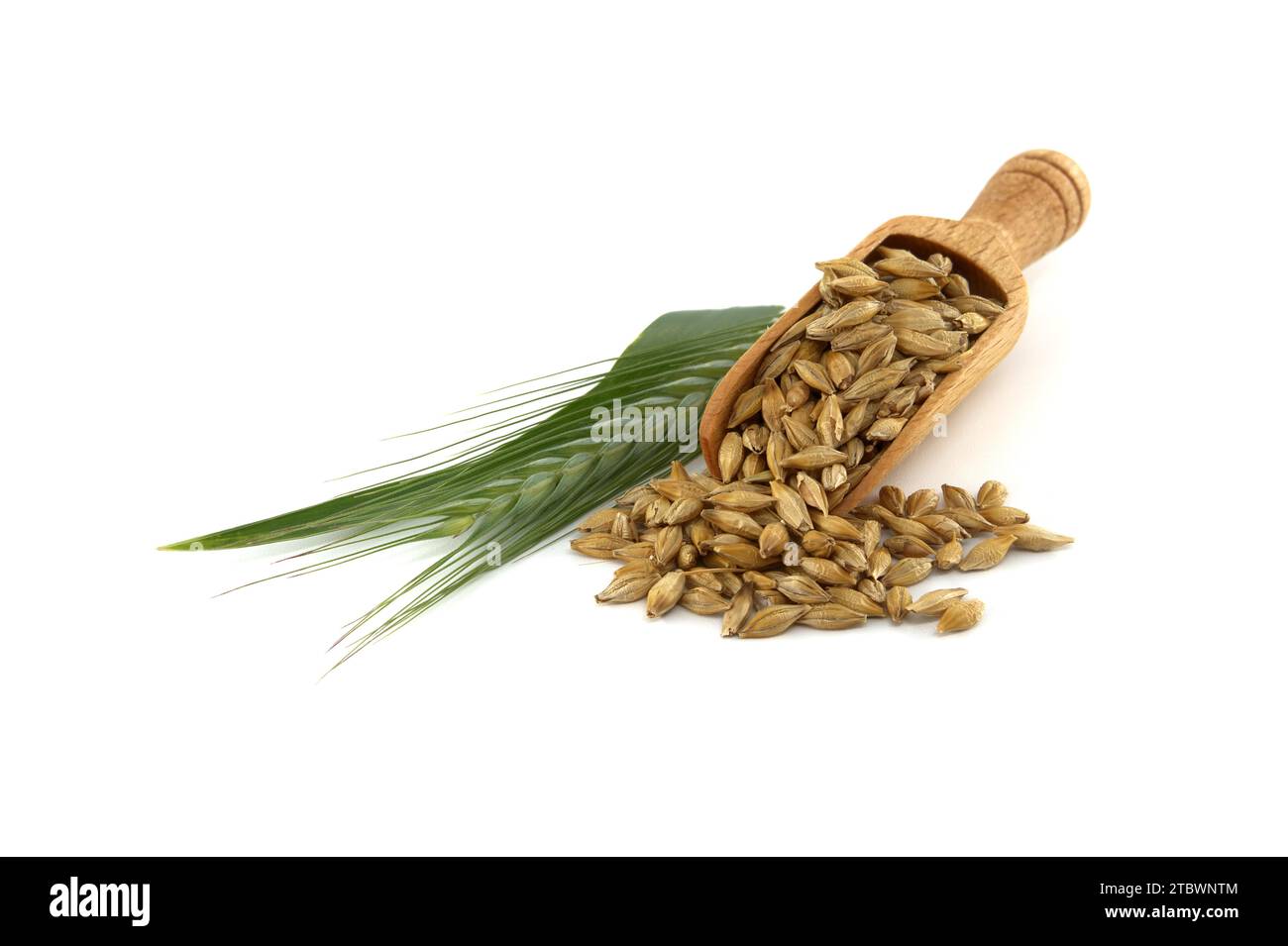 Barley (Hordeum vulgare) grain seeds spilling from wooden scoop near to barley ears over white background Stock Photo