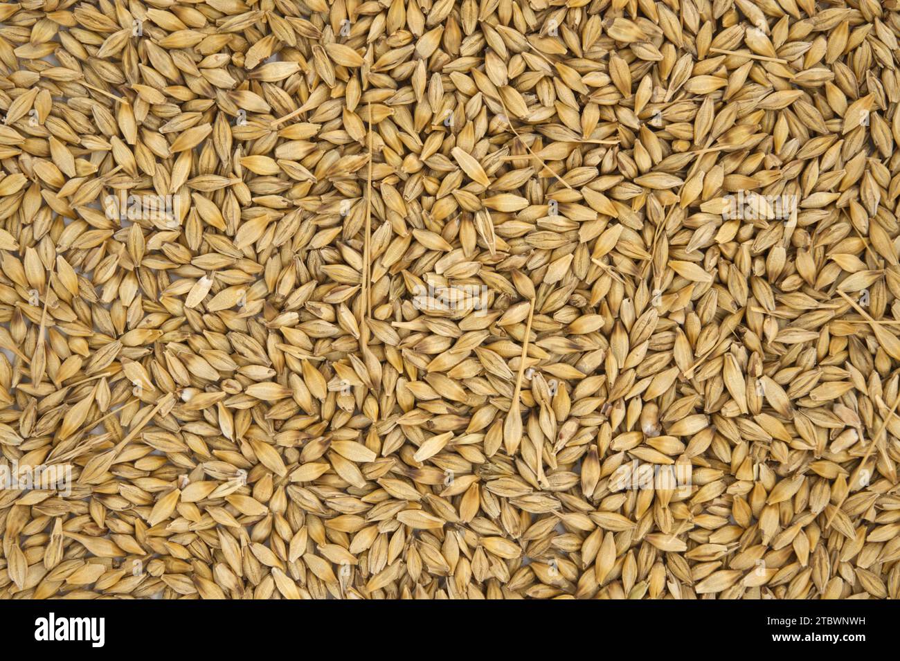 Barley (Hordeum vulgare) seeds with the outer husk, background and surface of barley grains Stock Photo