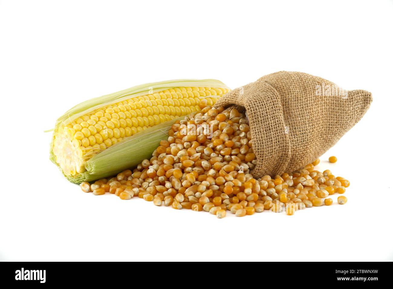 Corn kernels spilling from a hessian bag near fresh maize or corn on