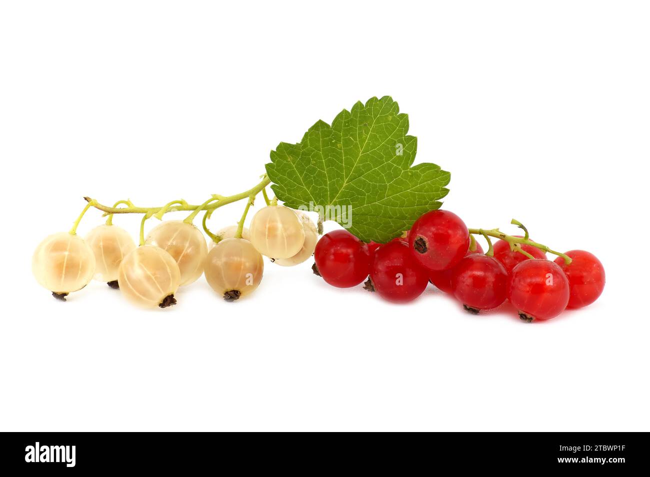 White berries hi-res stock photography and images - Alamy