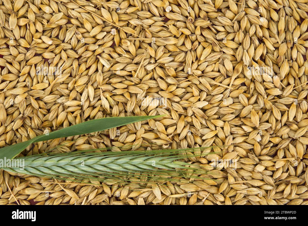 Barley (Hordeum vulgare) seeds with the outer husk and barley ears, background and surface of barley grains Stock Photo