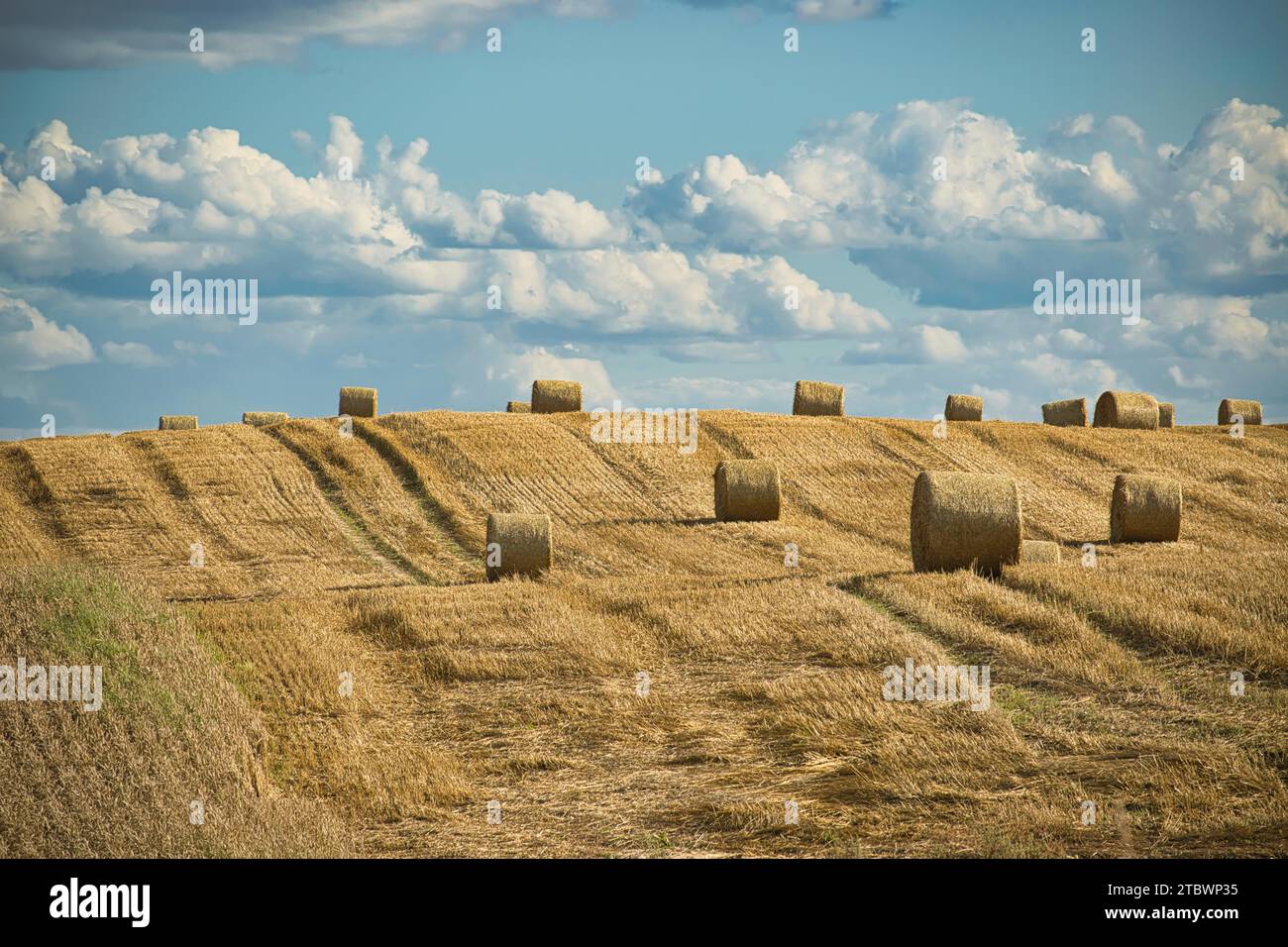 Round straw bales scattered in a harvested field of wheat in an ...