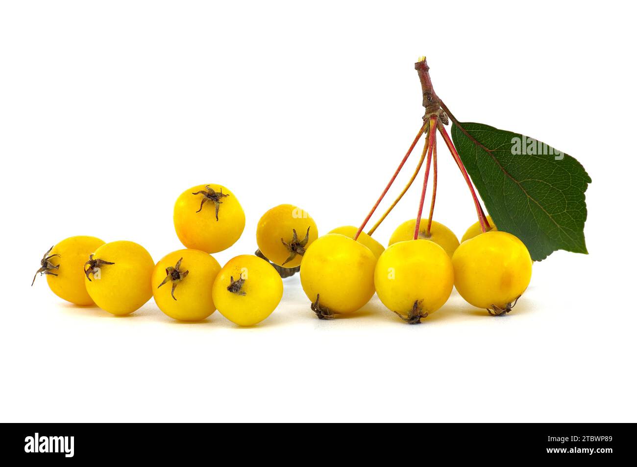 Crab Apple Malus Sylvestris Cut Out Stock Images Pictures Alamy crab-apple-malus-sylvestris-cut-out-stock-images-pictures-alamy