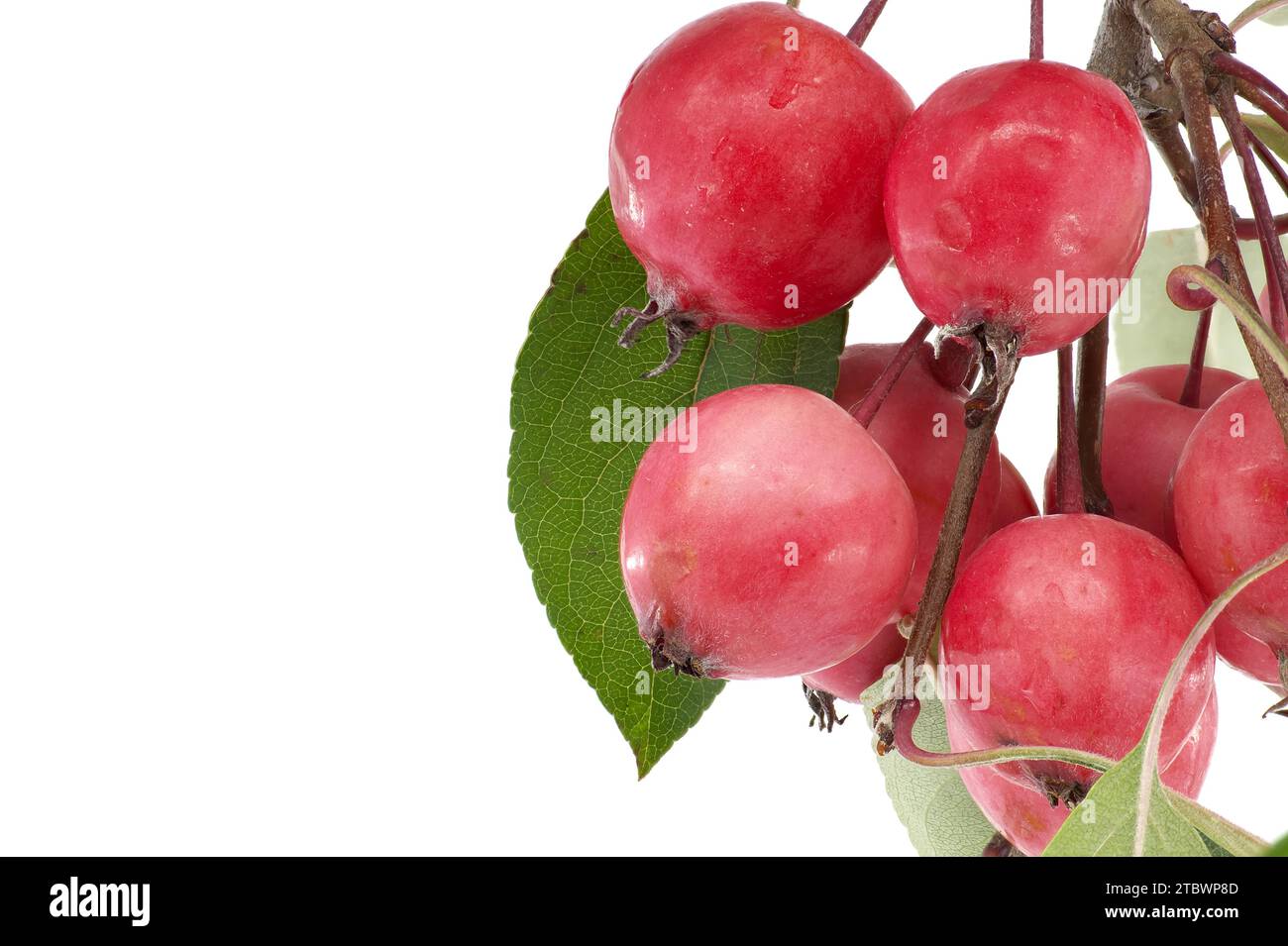 Branch of Crabapple or Siberian crab apple (Malus baccata) isolated on white background Stock Photo