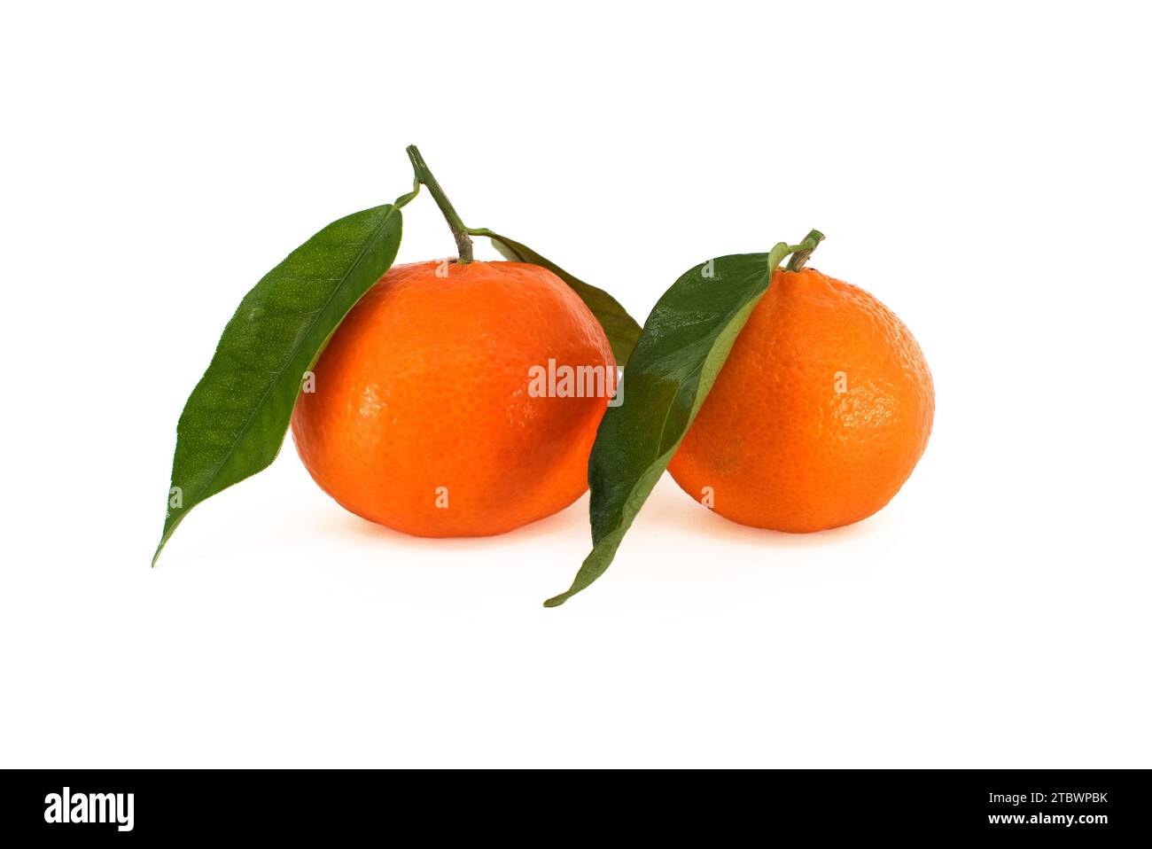 Mandarin orange, tangerines or clementine fruits with green leaves