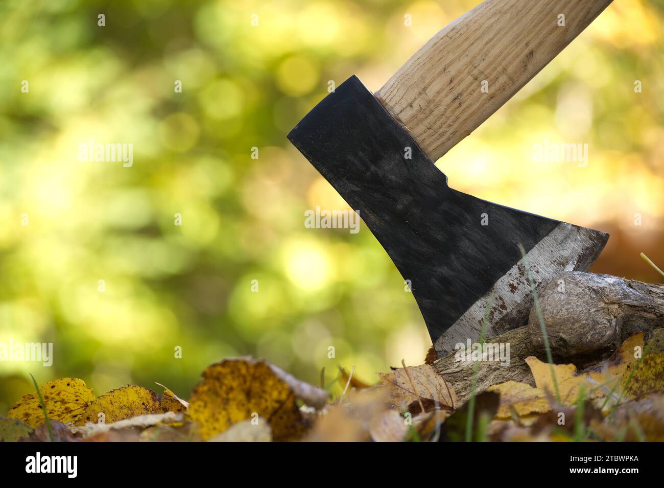 Axe or chopper stuck in a log of wood in a forest, close up side view. Conceptual of outdoor lifestyle or camping Stock Photo