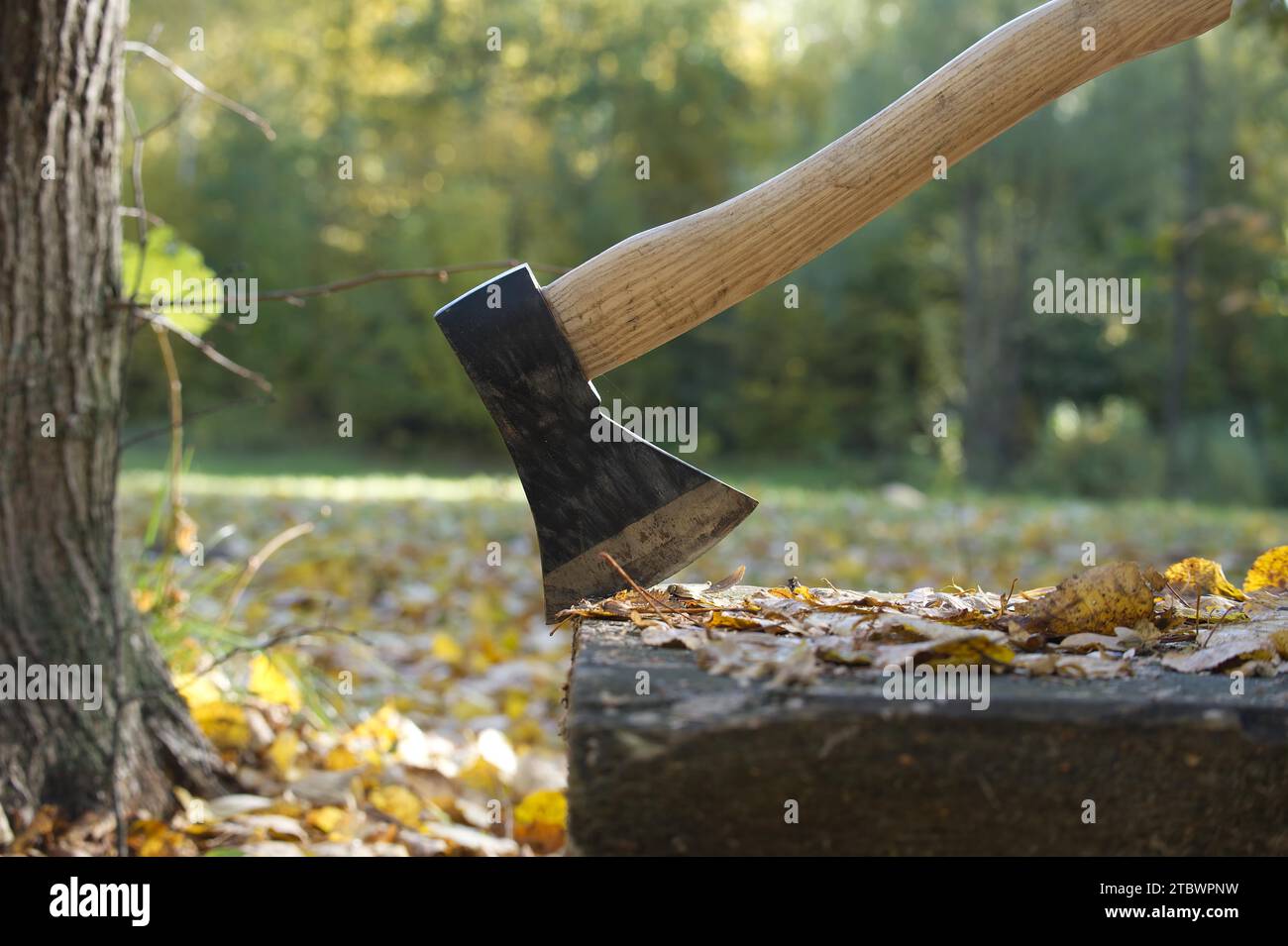 Axe or chopper stuck in a log of wood in a forest, close up side view. Conceptual of outdoor lifestyle or camping Stock Photo