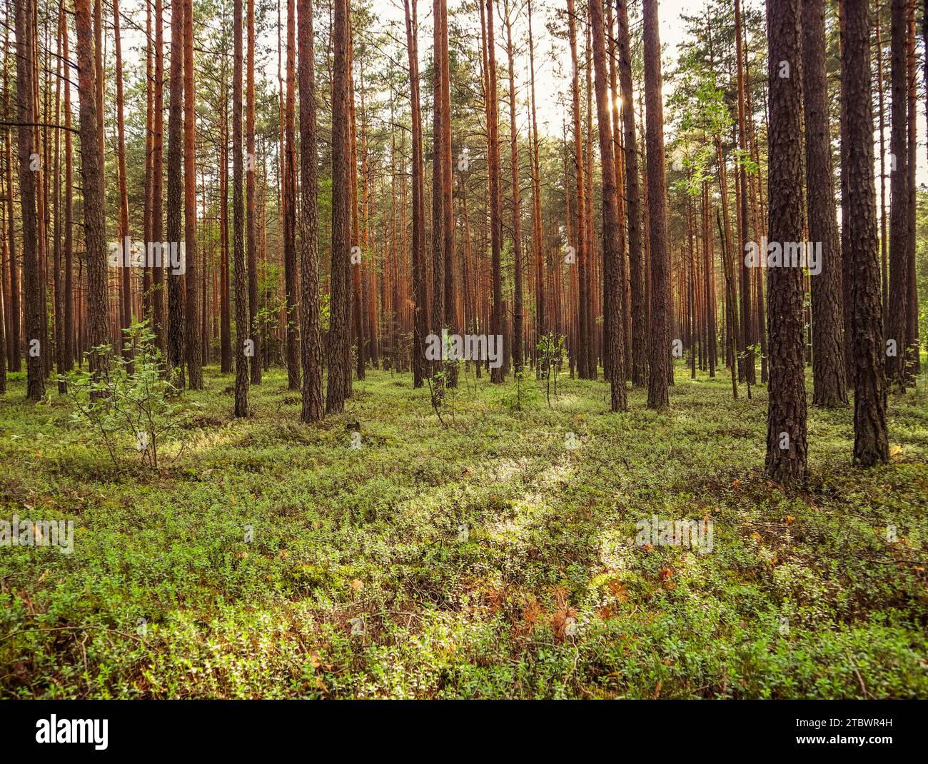Sunlight on trees in a pine forest at sunset. Summer nature landscape ...