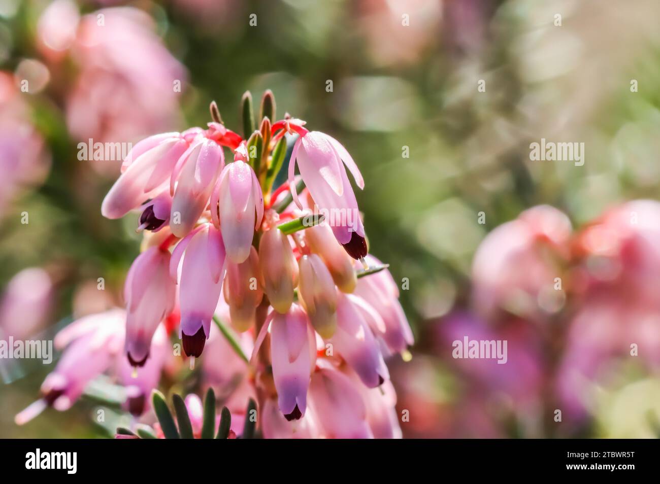 Pink Erica carnea flowers (winter Heath) in the garden in early spring. Floral background, botanical concept Stock Photo