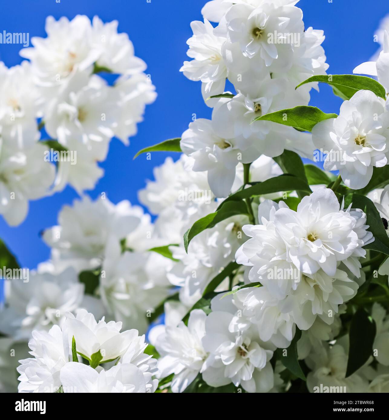 Blue jasmine flower hi-res stock photography and images - Alamy