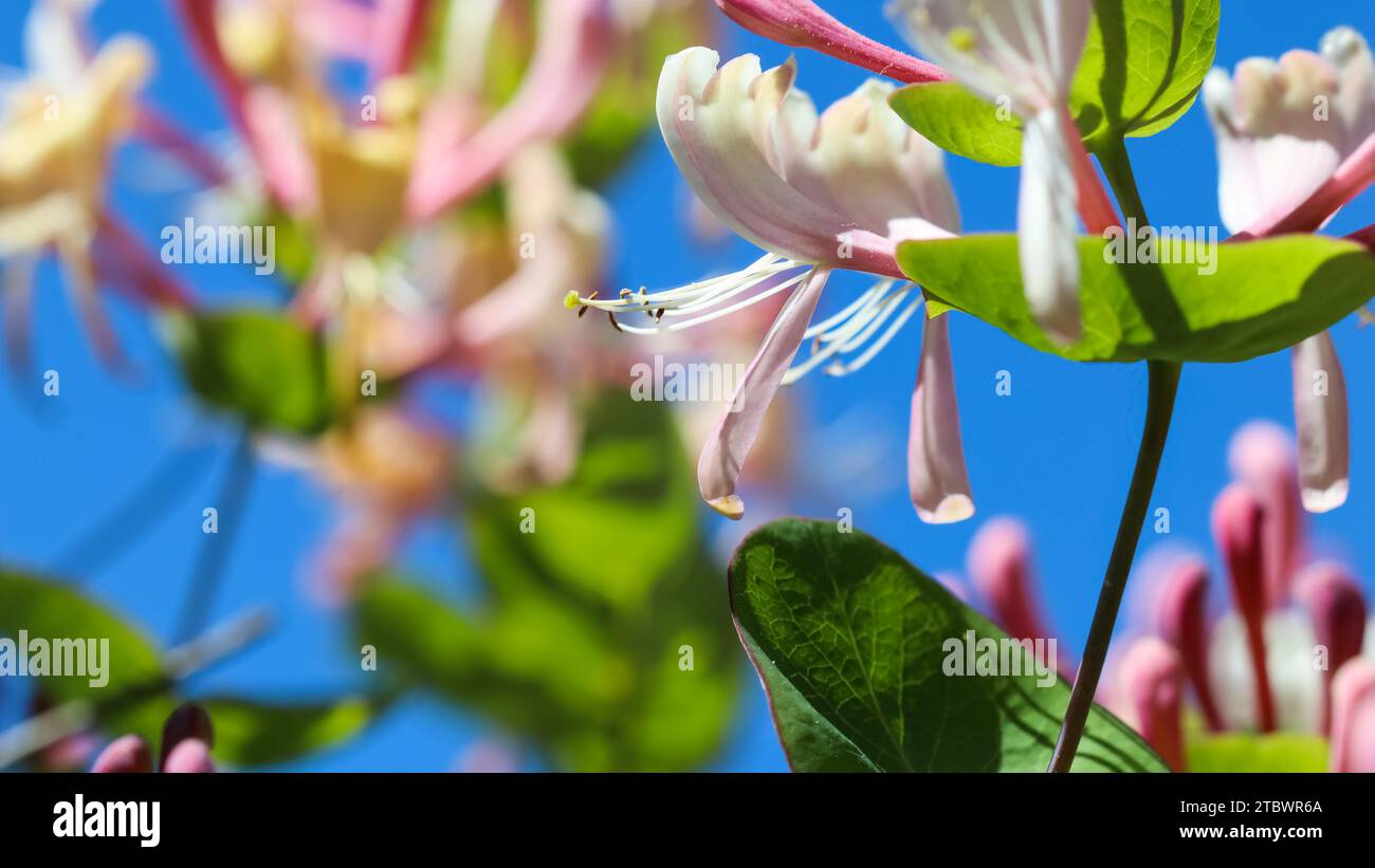 Pink Honeysuckle (Lonicera) buds and flowers in the garden. Etrusca Santi caprifolium, woodbine in bloom. Gardening concept. Floral background Stock Photo